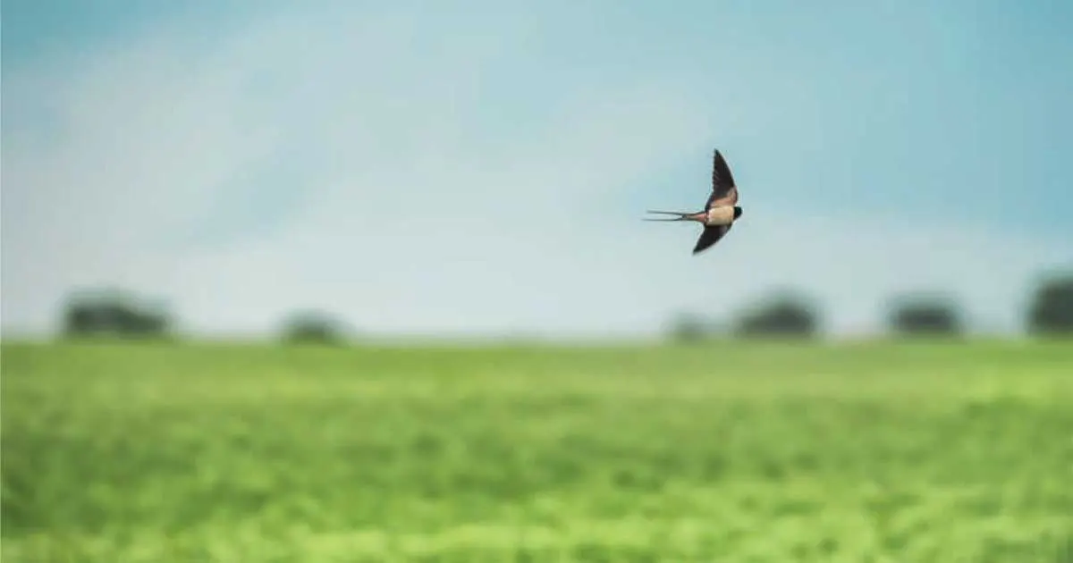 La biodiversité sacrifiée sur l’autel de la crise agricole